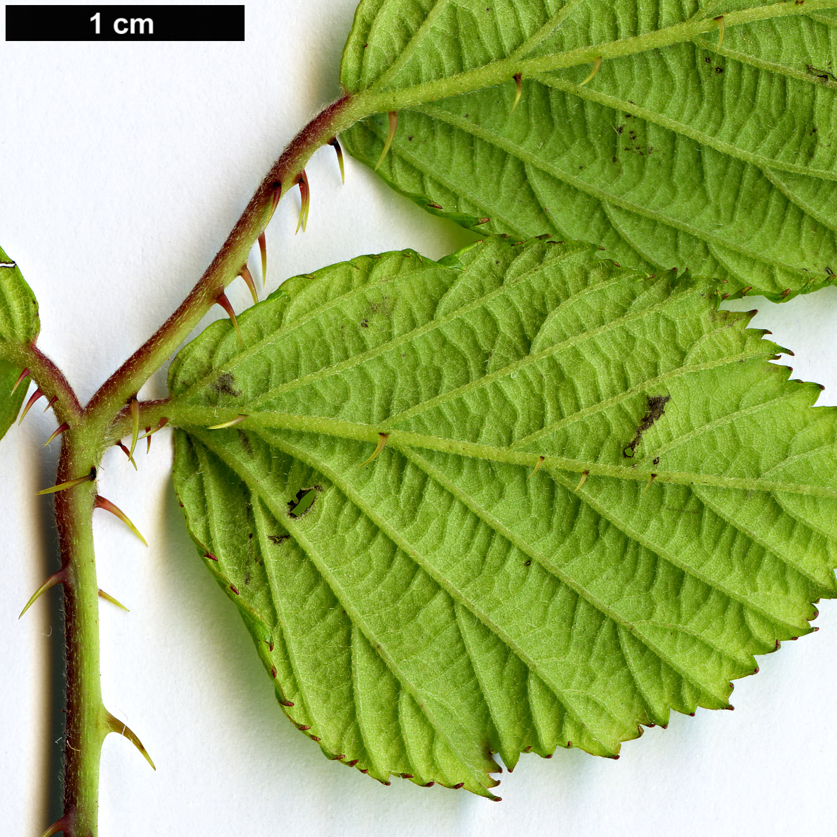 High resolution image: Family: Rosaceae - Genus: Rubus - Taxon: fruticosus agg.